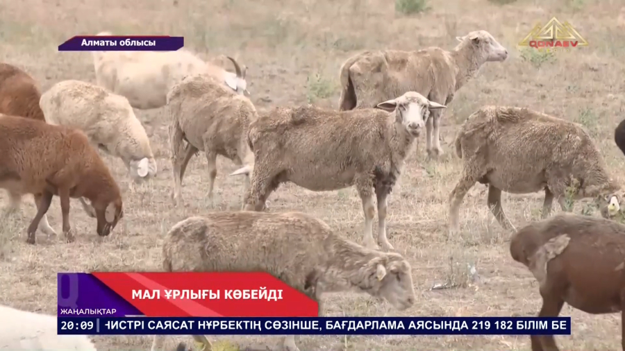 Мал ұрлығы көбейді