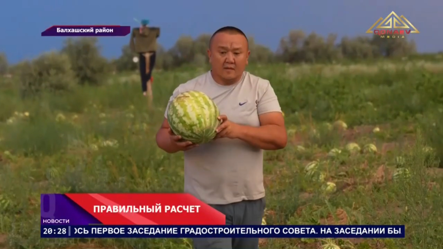 Фермер из Балхашского района вдвое увеличил сбор бахчевых