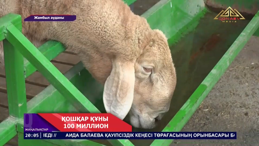 Қошқар құны 100 миллион