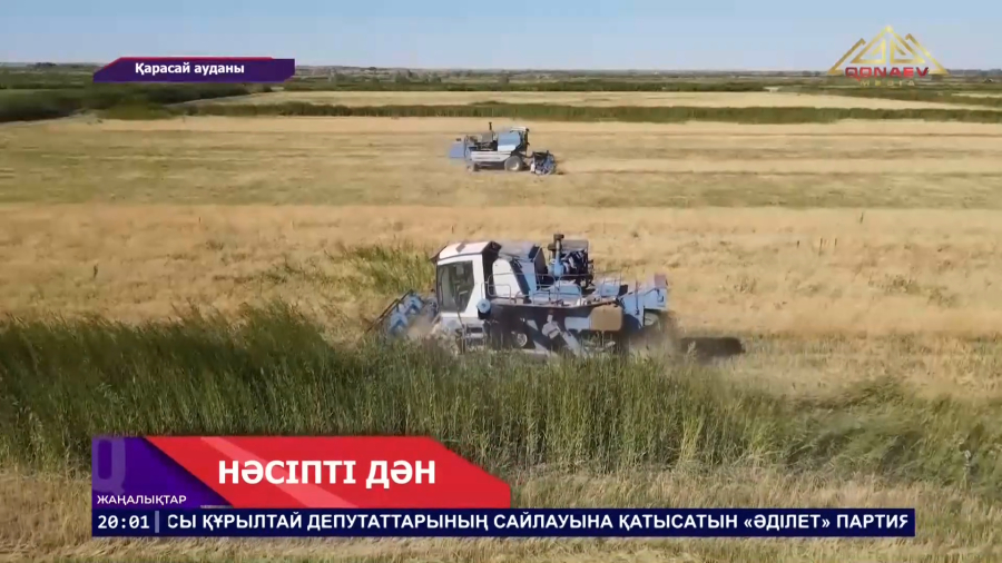 Нәсіпті дән