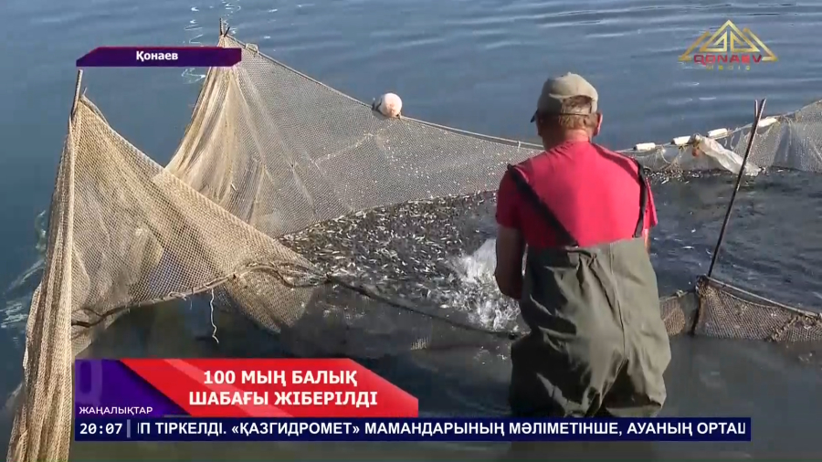 100 мың балық шабағы жіберілді