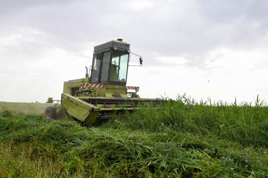 В Балхашском районе собрали более 3,4 тысячи тонн зерна