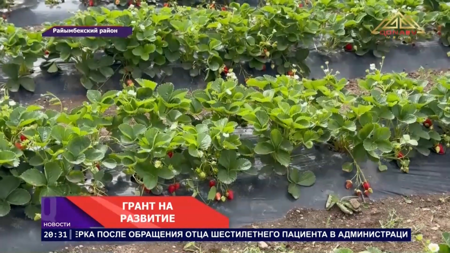 Грант как старт для бизнеса