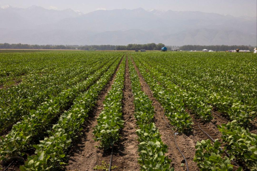 Алматы облысында егін жинау науқаны аяқталуға жақындады