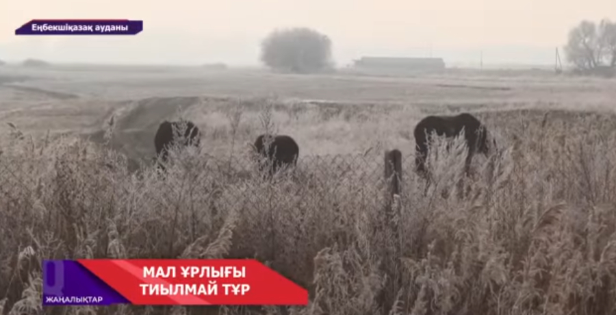 Еңбекшіқазақ ауданындағы мал ұрлығы