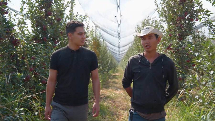 Жеміс пастиласын дайындау барысы