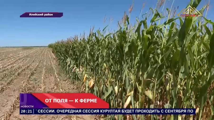 Сезон в разгаре