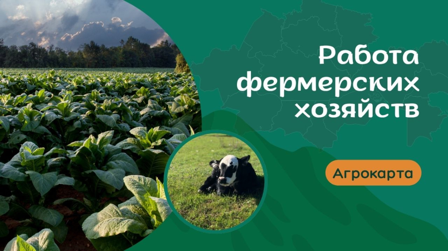 Как устроена работа фермерских хозяйств?