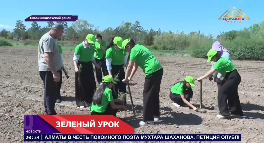 Школьники Енбекской школы высаживают сосны и изучают природу на практике