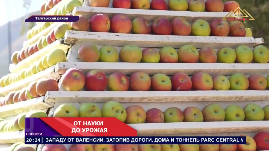 Легендарный Апорт возвращается!