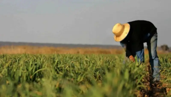 Фермеры Алматинской области привезут в Алматы более 200 тонн свежей продукции