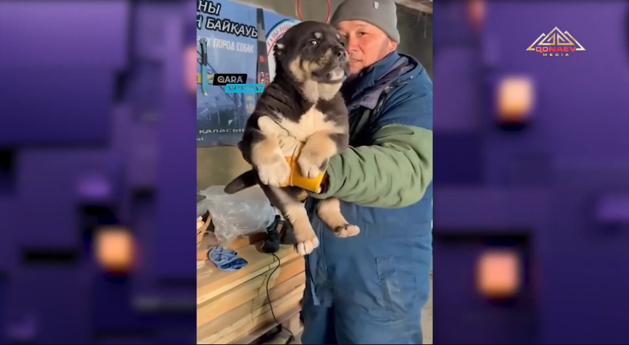 Братья наши меньшие в соцсетях