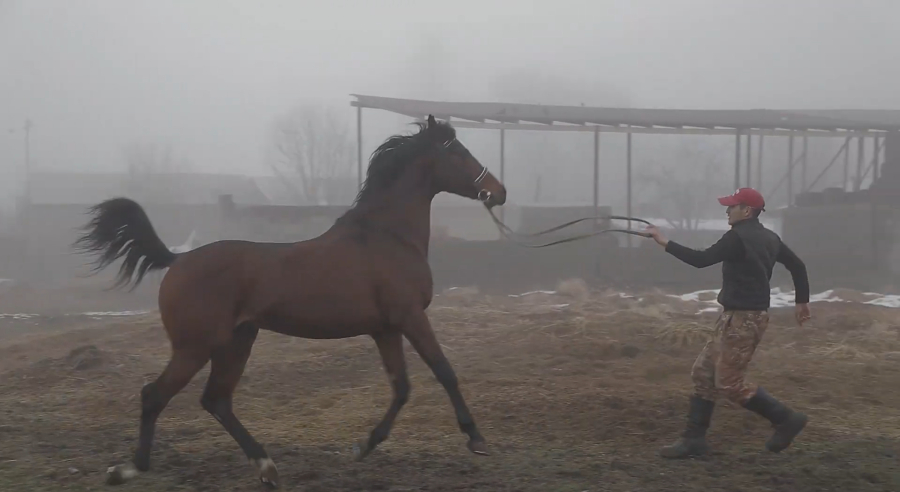 Жылқы шаруашылығының еліміздегі дамуы