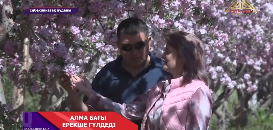 Алма бағы ерекше гүлдеді